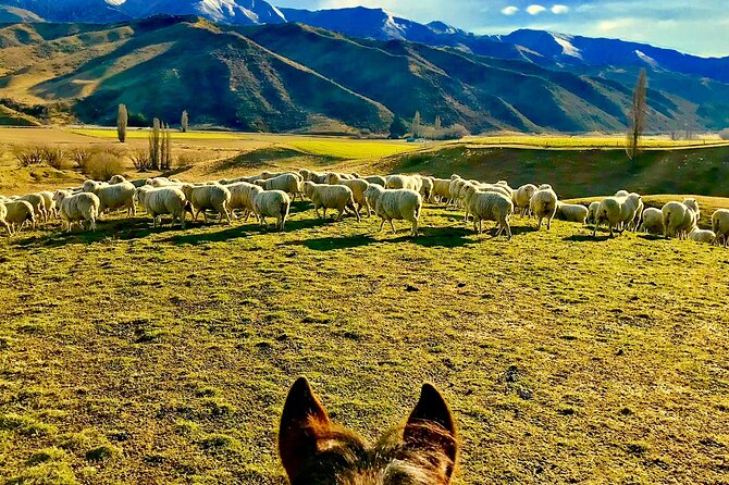 Small-Group Gold Discovery Horse Riding in Cardrona Valley - Common questions