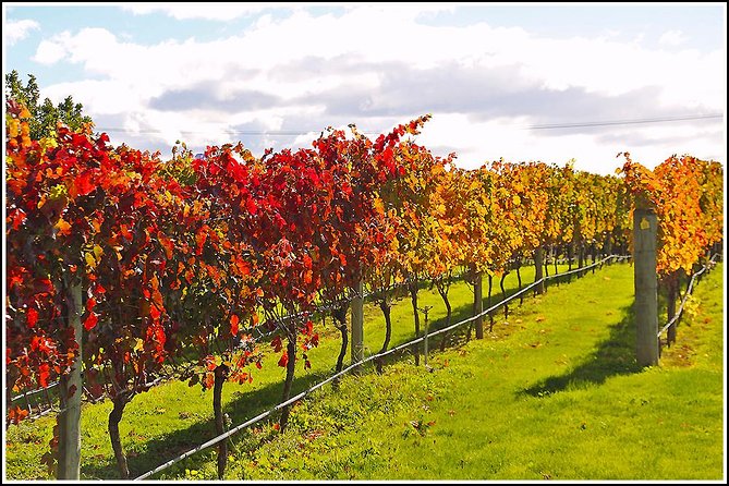 Small Group Half-Day Napier Wine Experience Tour - Scenic Vineyards and Wine Delights