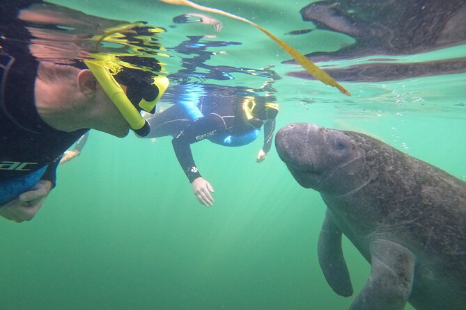 Small Group Manatee Swim Tour With In Water Guide - Guide Expertise and Reviews