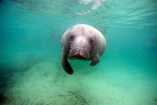 Small Group Manatee Tour With In-Water Divemaster/Photographer - Positive Reviews and Sightings