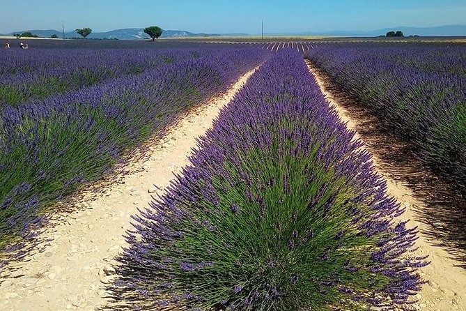 Small Group Marseille Shore Excursion: Lavender Tour - Group Size and Comfort