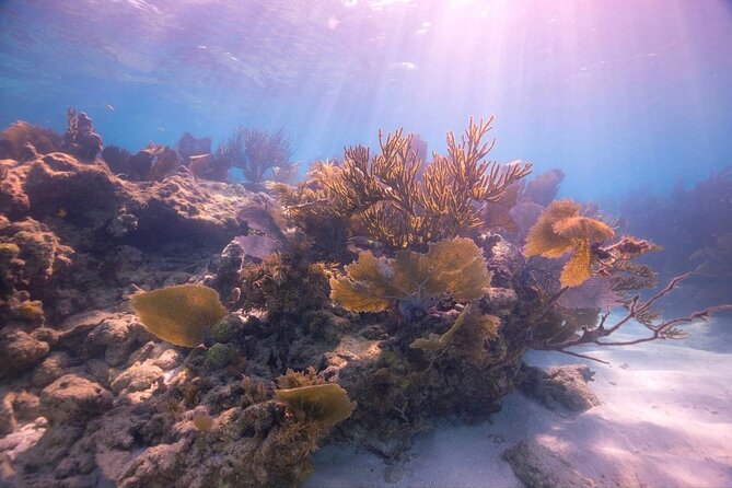 Snorkel Key Largo on Our COMBO Boat With Snorkeling Gear INCLUDED - Last Words