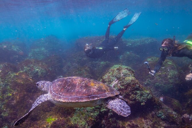 Snorkel With Turtles Gold Coast - Important Reminders