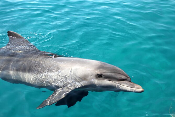 Snorkeling and Dolphin-Spotting Cruise at Moreton Island  - Brisbane - Customer Reviews