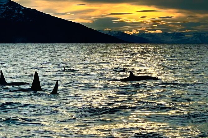 Snorkeling With Orcas in Norway, 4 Days All-Inclusive Expedition - Safety Guidelines