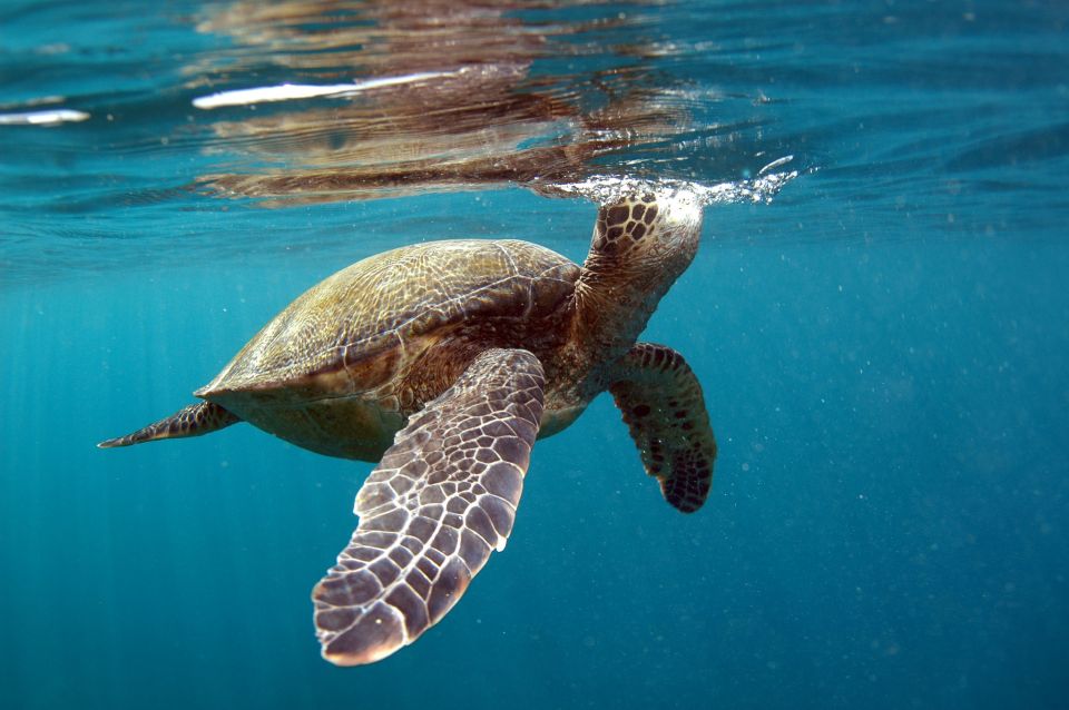 South Maui: Makena Bay Stand-Up Paddle Tour - Important Information