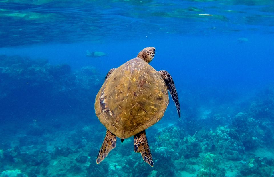 South Maui: Snorkeling Tour for Non-Swimmers in Wailea Beach - Important Information