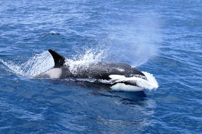 Spot Killer Whales in the Wild: Albany to Bremer Bay Day Tour (Mar ) - Reviews, Questions, and Pricing