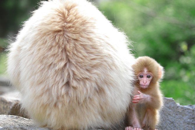 (Spring Only) 1-Day Snow Monkeys & Cherry Blossoms in Nagano Tour - Safety Precautions
