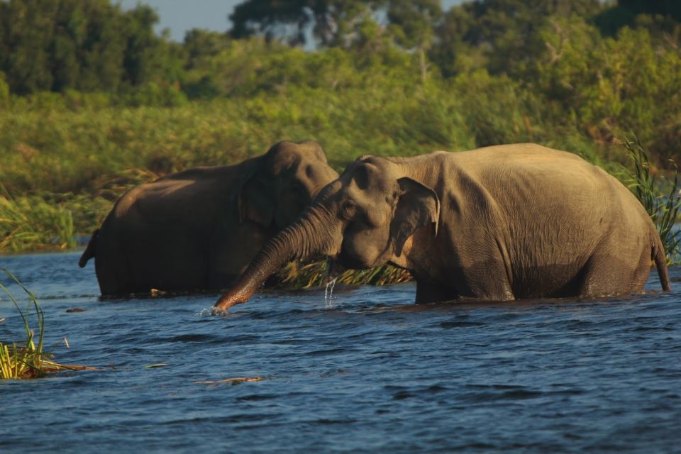 Sri Lanka: Gal Oya National Park Overnight Tour - Wildlife Spotting Opportunities