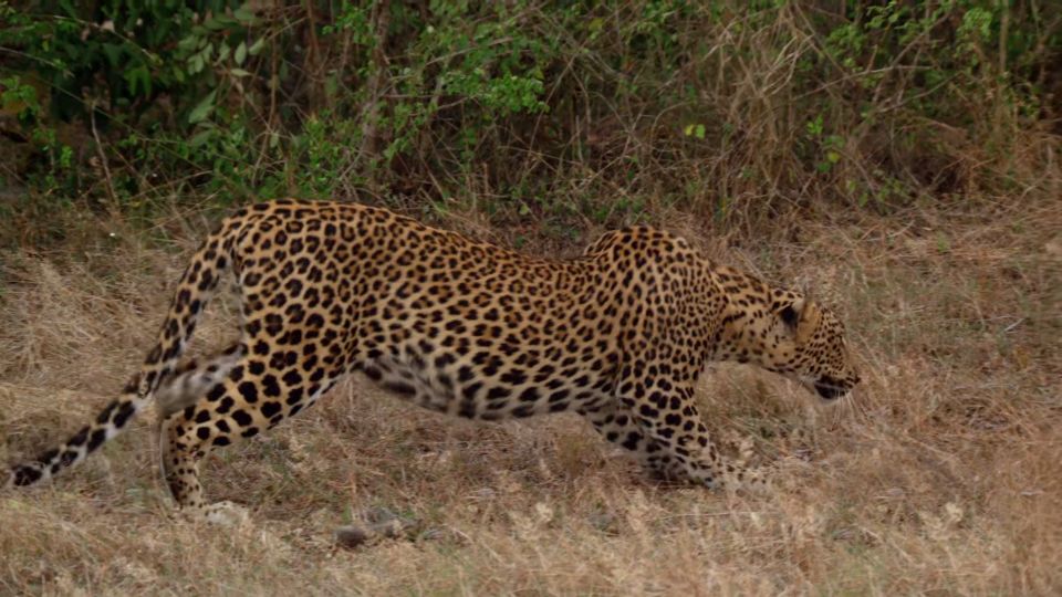Sri Lanka: Yala National Park Safari Tour - Additional Information