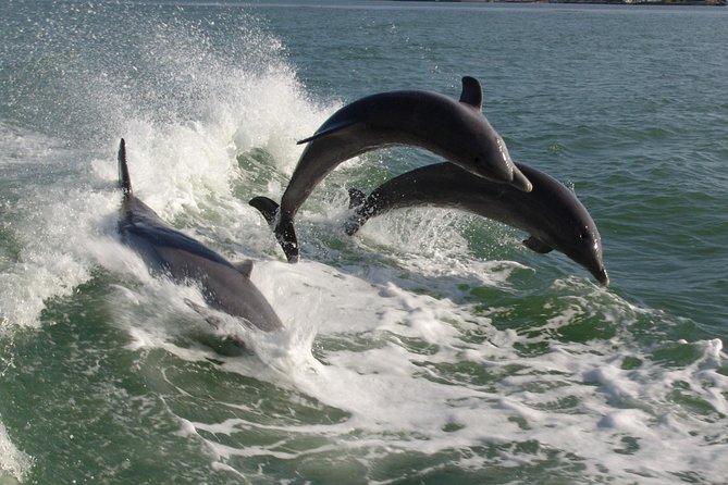 St. Pete Beach Dolphin Racer Speedboat Adventure - Booking and General Information