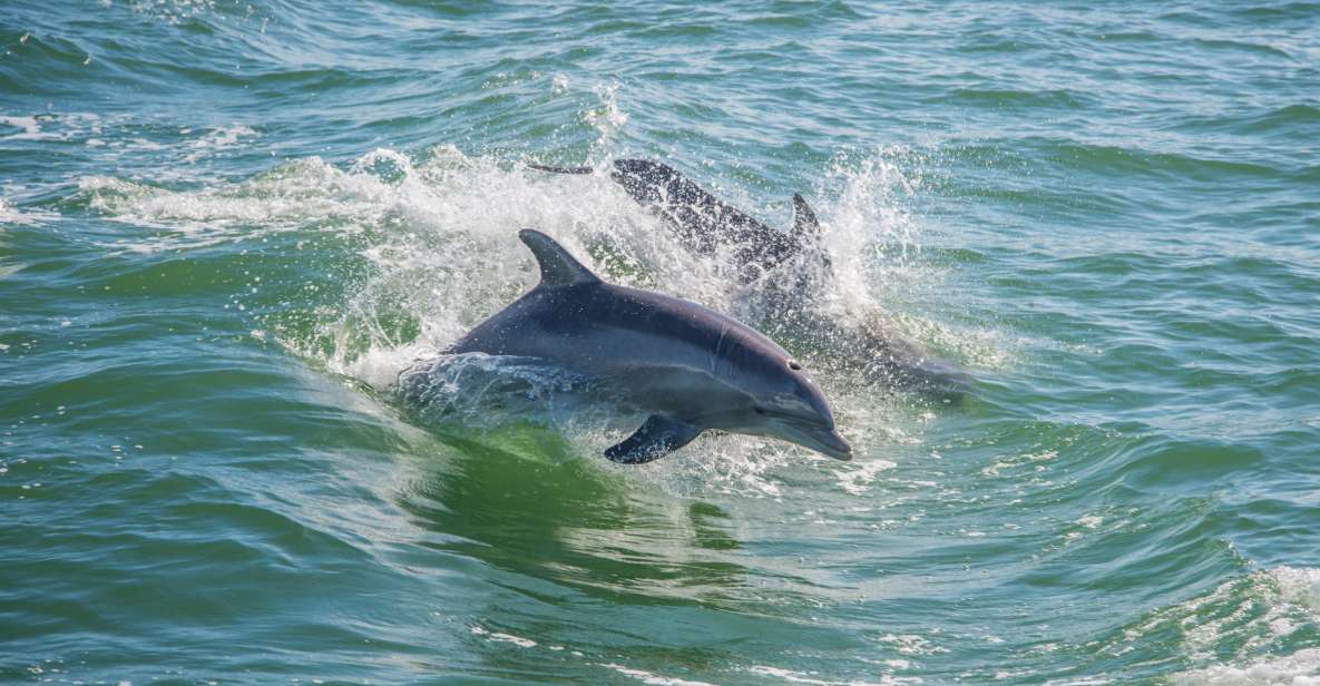 St. Petersburg, FL: Private 2-Hour Dolphin Watching Cruise - Meeting Point Instructions