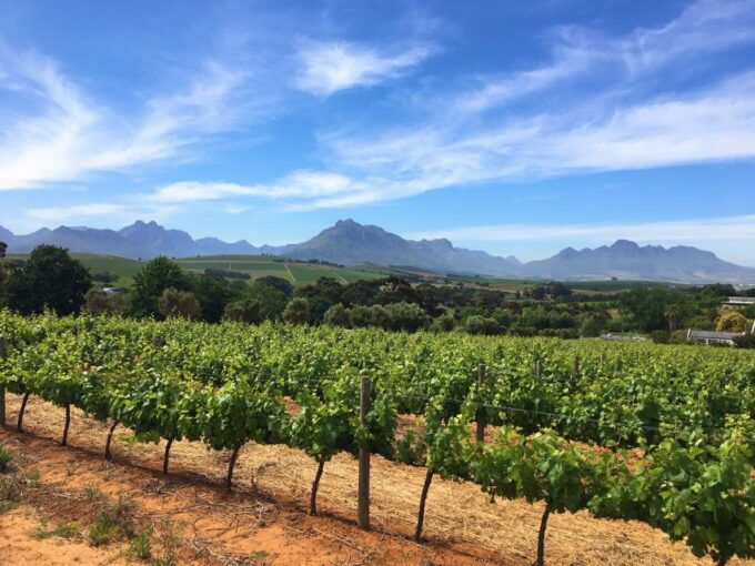 Stellenbosch: Devon Valley Vineyards Bicycle Tour W. Lunch - Experience