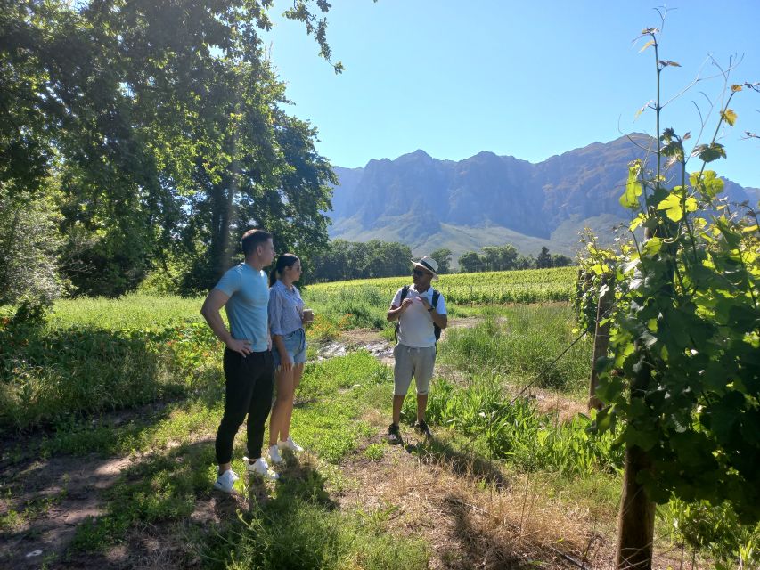 Stellenbosch: Half-Day Guided Nature Hike and Wine Tasting - Customer Experience and Reviews
