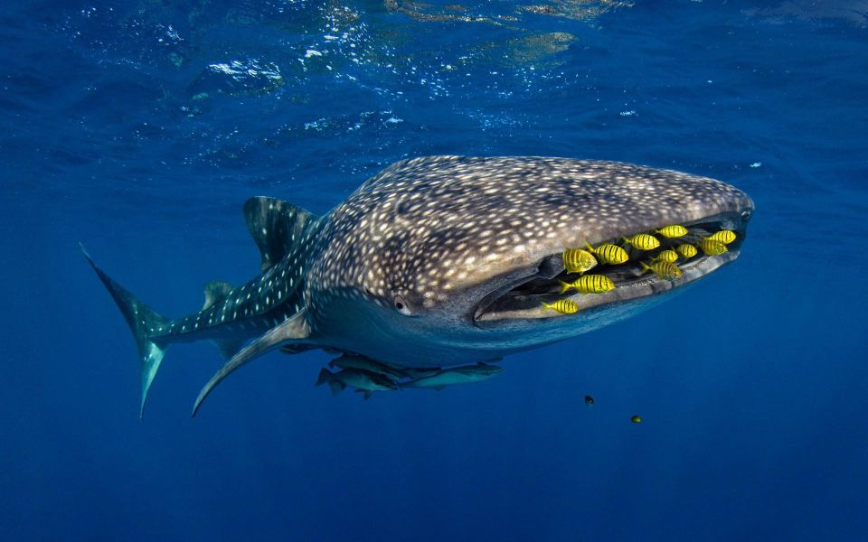 Sumbawa Whale Shark Tour Package - Main Stop Highlights