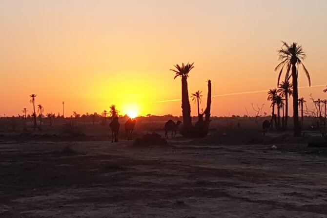 Sunset Camel Ride Marrakech Palmeraie - Sunset Camel Ride Experience