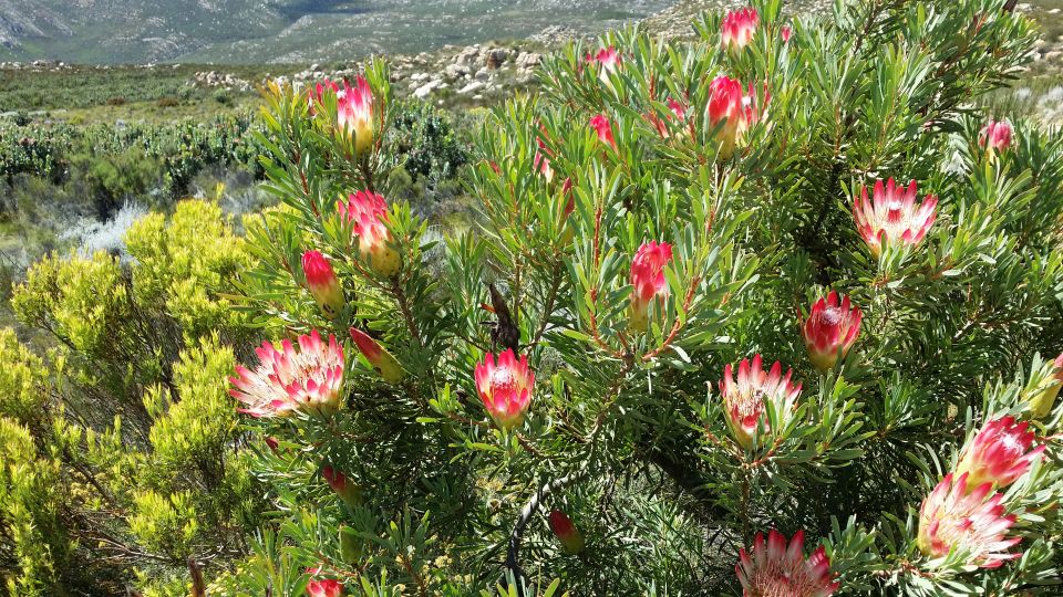 Swartberg: Half Day Swartberg Pass and Private Guided Tour - Additional Details