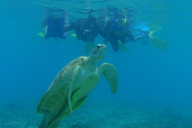 Swim With Sea Turtles at Kerama Islands - Cancellation Policy Overview