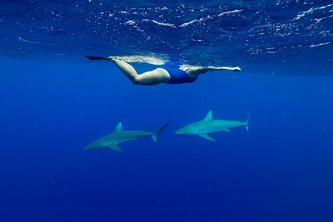 Swim With Sharks (Cage-Free) From Haleiwa, Oahu - Crew Professionalism