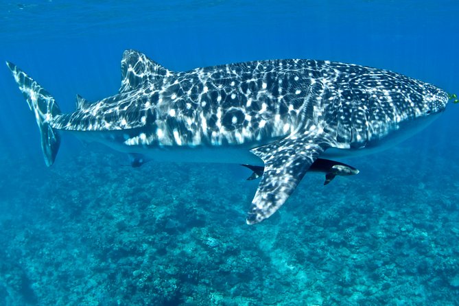 Swim With Whale Sharks in the Ningaloo Reef: 3 Island Shark Dive - Last Words