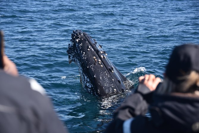 Sydney Whale-Watching by Speed Boat - Customer Experience and Policies