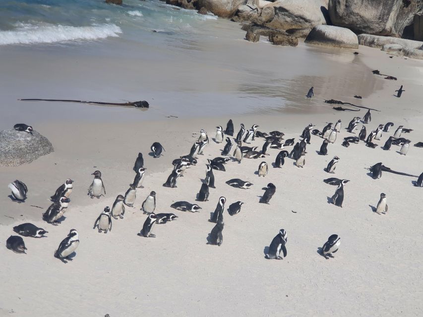 Table Mountain, Penguins & Cape of Good Hope Private Tour - Experience Features and Benefits