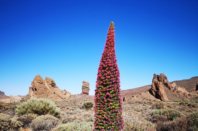 Teide National Park for Smaller Groups - Booking Information and Availability