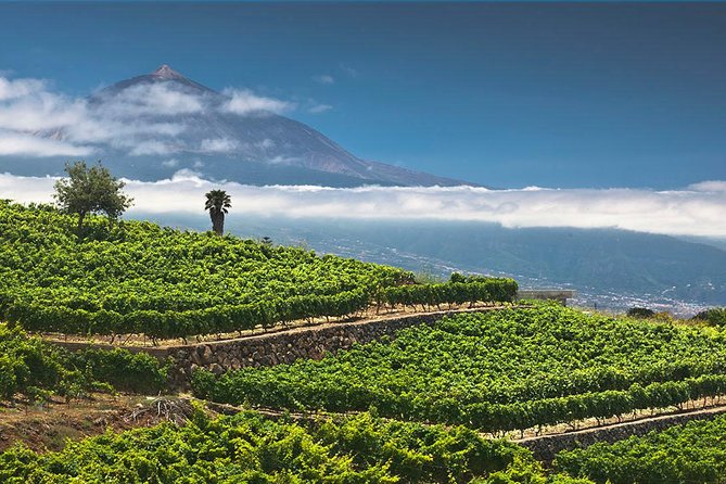 Tenerife Bodegas Monje Winery Tour With Wine and Cheese Tasting - Cancellation Policy and Refunds