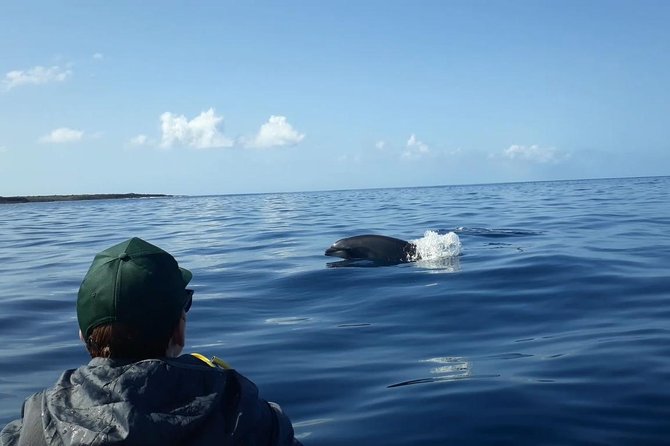 Tenerife Kayaking and Snorkeling Trip With Turtle Spotting - Important Directions