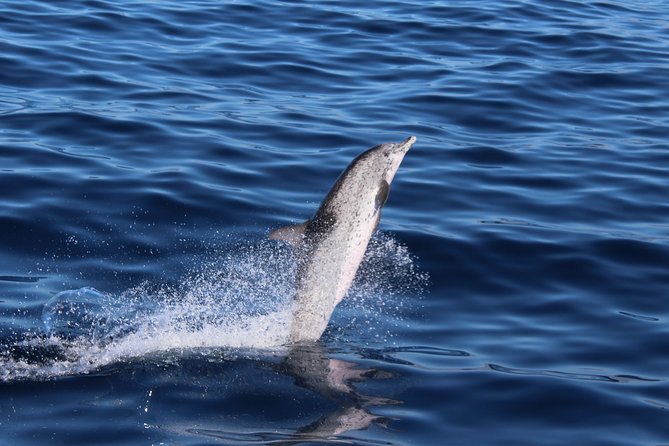 Tenerife Whale and Dolphin Cruise From Los Cristianos (Mar ) - Cancellation Policy