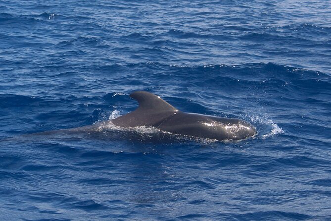 Tenerife Whale Watching and Snorkeling Yacht Trip - Traveler Photos and Recommendations