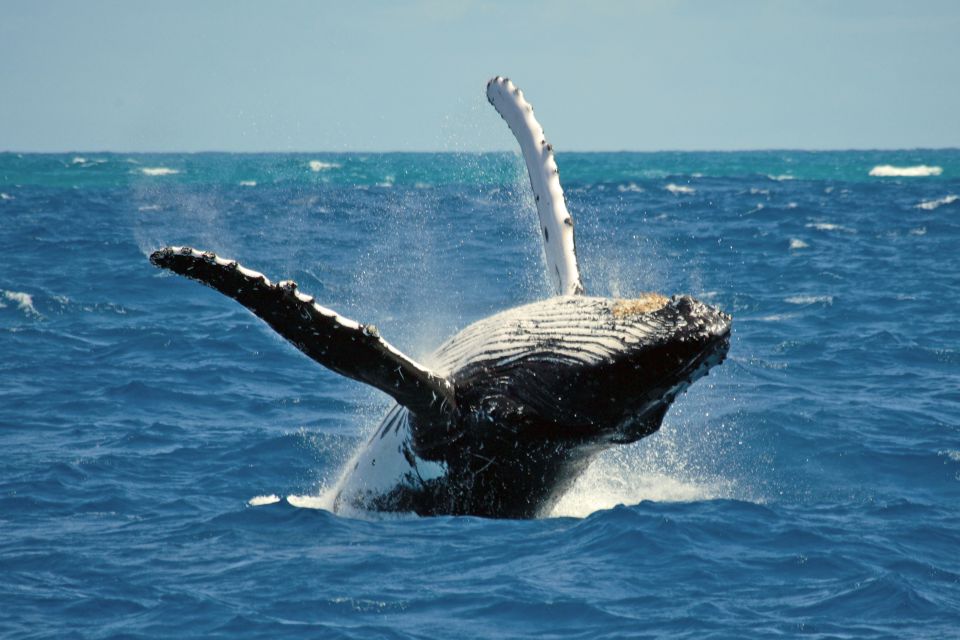 Terceira Island Whale Watching and Jeep Tour - Activity Details