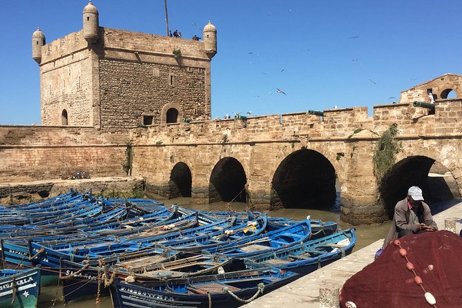 The Charms of Essaouira Mogador and the Argan Tree Forests - Charm of the Argan Tree Forests