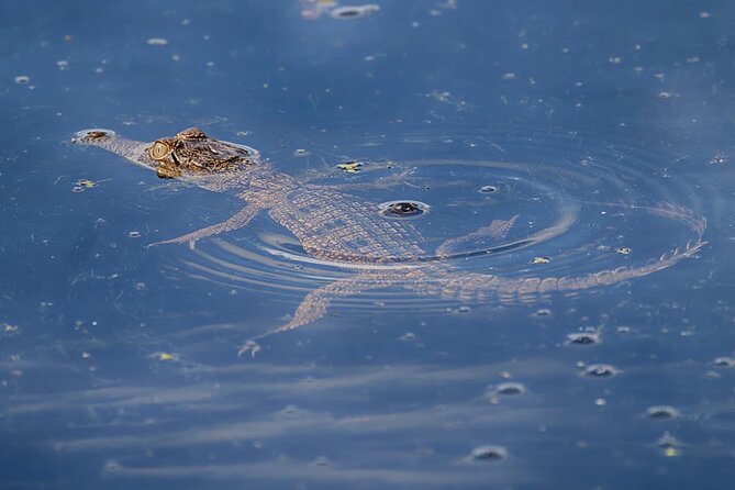 The Croc Bus to the Famous Jumping Crocodile Cruise - Directions to the Famous Cruise