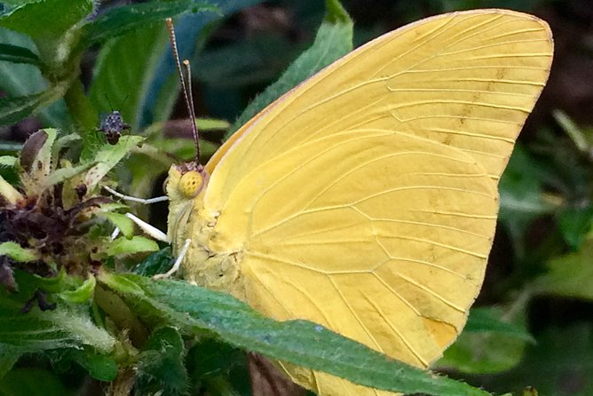 The Maui Butterfly Farm Tour! - Logistics and Location