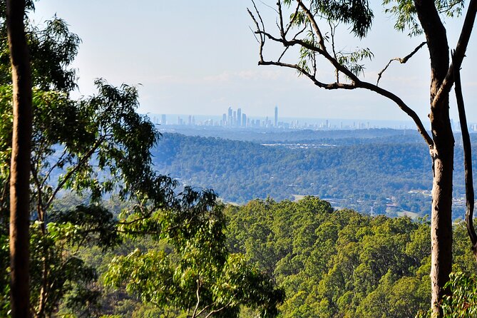 The Tastes of Tamborine Mountain - Savor Regional Wines and Beverages