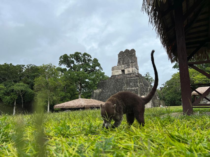 Tikal Sunrise, Archeological Focus and Wildlife Spotting - Transportation and Booking Details