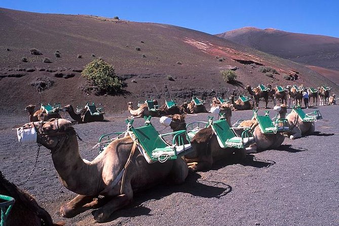 Timanfaya, Golfo, Jameos Agua & Camel Ride (opt) - Lanzarote - Traveler Reviews and Ratings