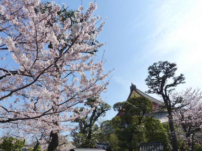 Tokyo: Private Cherry Blossom Experience - About the Activity