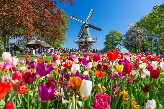 Tour to Keukenhof, Tulip Farm and Windmill Cruise From Amsterdam - Tulip Farm Visit