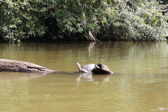 Tour to the Canals in Tortuguero National Park - Booking Details and Information