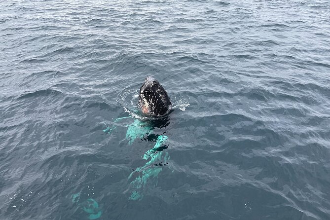 Tromso Full-Day Whale and Seabird Boat Tour to Skervoy - Booking Confirmation Details