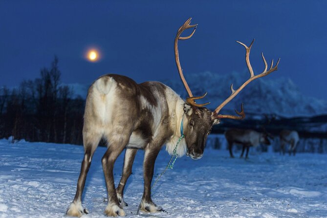 Tromsø Saami Culture and Reindeer-Feeding Experience (Mar ) - Logistics and Meeting Point
