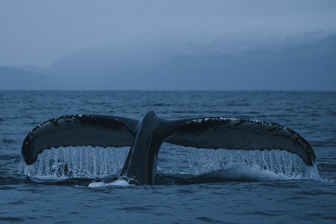 Tromsø: Skjervøy RIB Whale Watching Tour With Drinks & Snack - Tour Operator Information