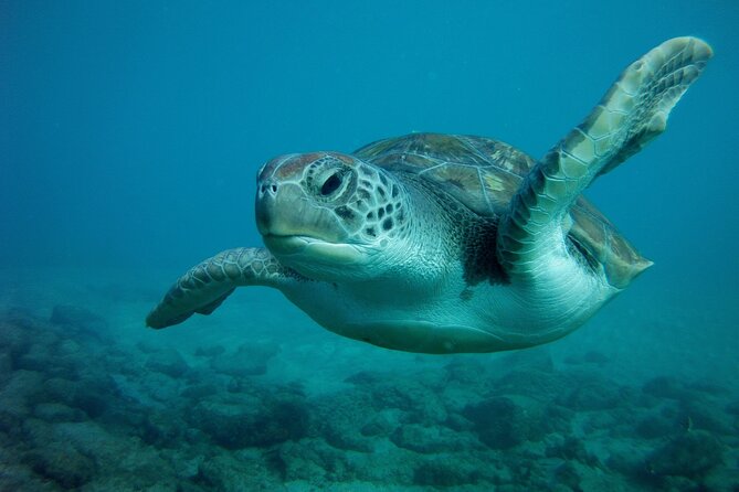 Try Scuba Diving in a Turtle Area (Boat) - Additional Information and Resources