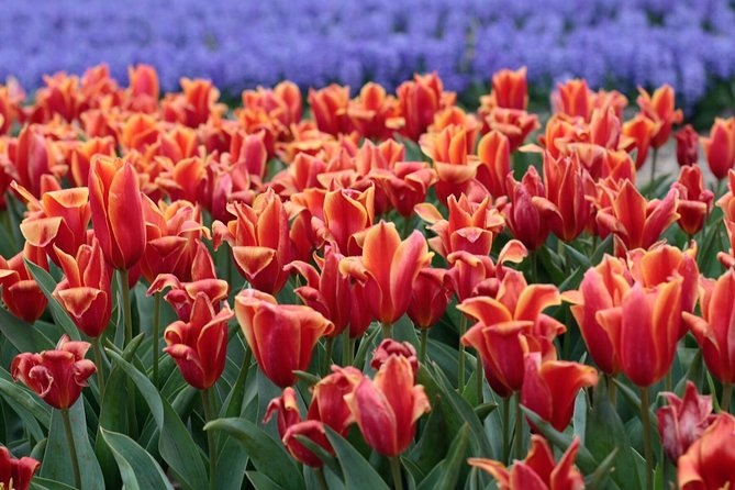 Tulip Fields of Holland Tour Seasonal - Copyright and Terms