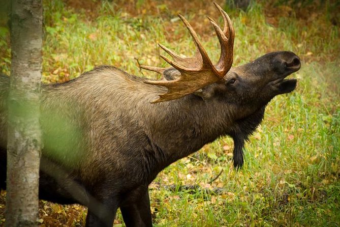 Turnagain Arm Tour - Tour Details