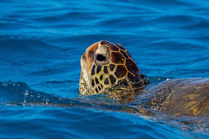Turtle Canyon Reefs Snorkeling Catamaran Tour From Honolulu (Mar ) - Booking Confirmation and Logistics