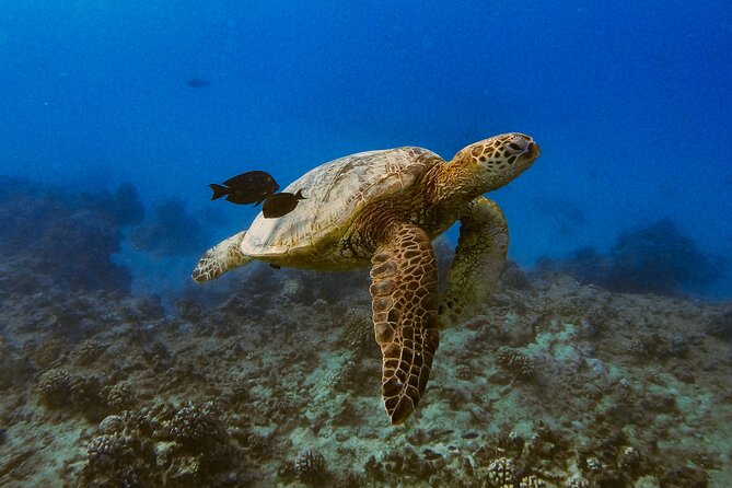 Turtle Canyons Snorkel From Waikiki (Semi Private Boat Tour) - Wildlife Encounters and Tour Highlights